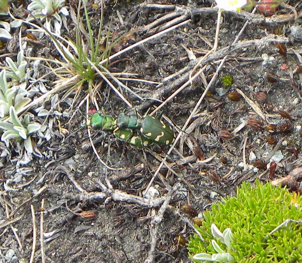 info cicindela (Cicindela gallica)